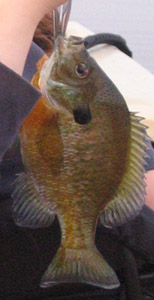 fish1.jpg